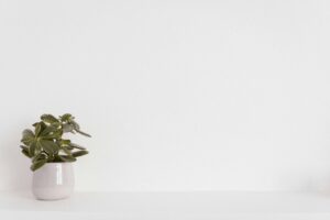Simple potted houseplants arranged on a floating shelf
